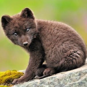 Meet your Posher, Beatrice